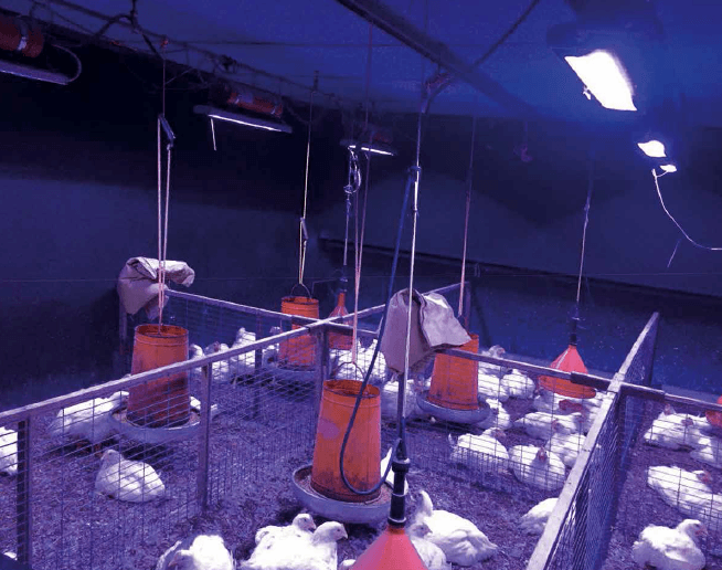 Bio-Effective Lighting for Humans, Livestock and Plants