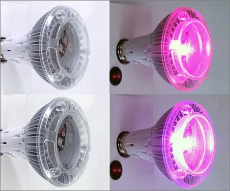 Grow Herbs with GlacialLight Plant Growing LED Lights