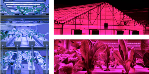 LEDs – The Future of Horticultural Lighting