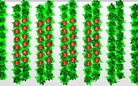 Enhancing Crop Growth with Intra-Canopy LED Lighting: A New Approach to Greenhouse Cultivation