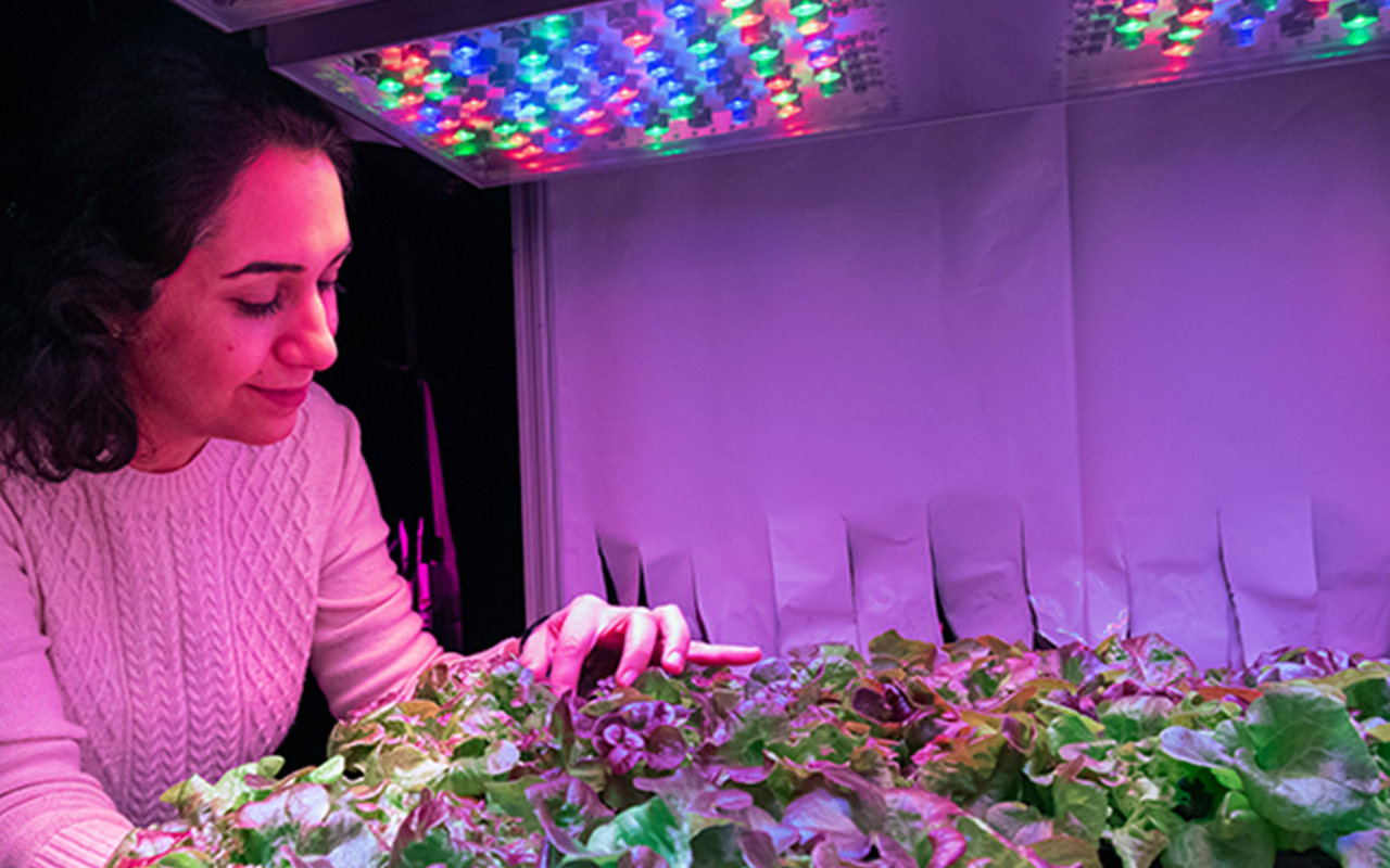 Fatemeh Sheibani, a PhD candidate in horticulture and landscape architecture, examines lettuce plants in a controlled environment chamber using LED lighting. Sheibani’s research focuses on finding the best strategy for using LEDs in vertical farming that will maximize crop yield and decrease production costs associated with lighting. (Purdue Agricultural Communications photo/Jessica Kerkoff).
