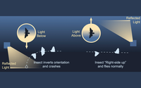 New Study Unveils How Artificial Light Entraps Nocturnal Insects: A Call for Eco-friendly Lighting Solutions