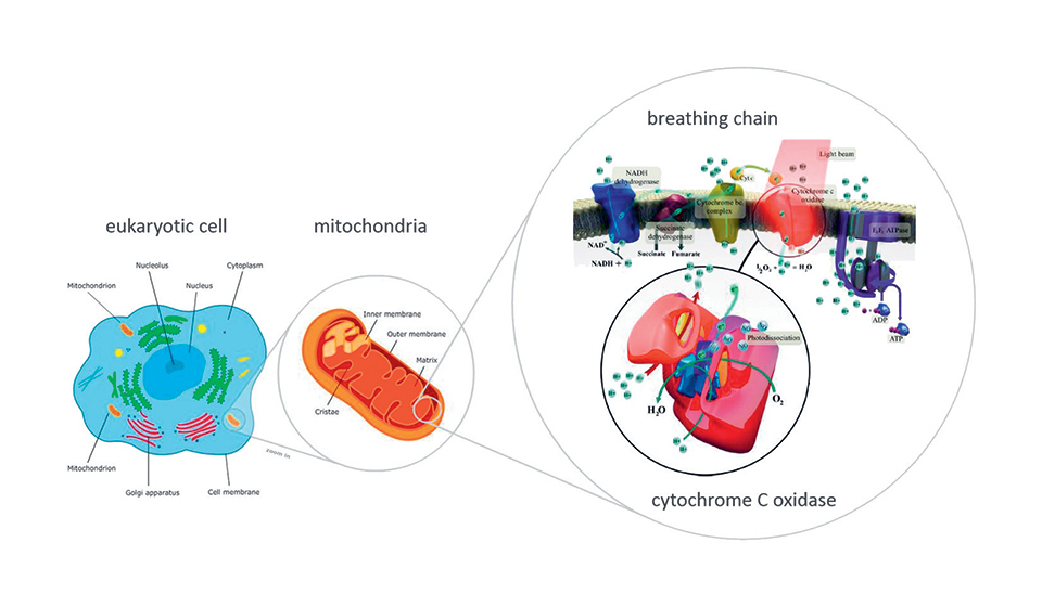 Cells, mitochondria & breathing chain.jpg