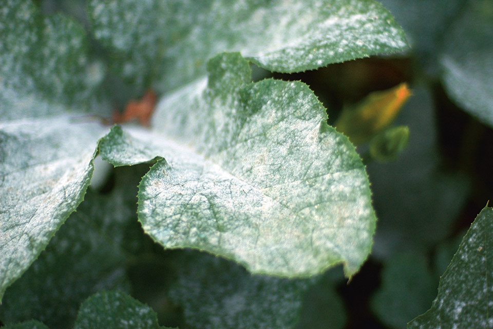 Can UVB Light Control Mold and Powdery Mildew? - California LightWorks