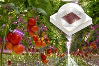 Osram Presents Most Efficient New Generation Oslon Square Hyper Red