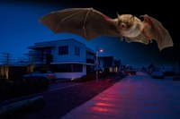 Dutch Town Is First in World to Install Bat-Friendly LED Street Lights