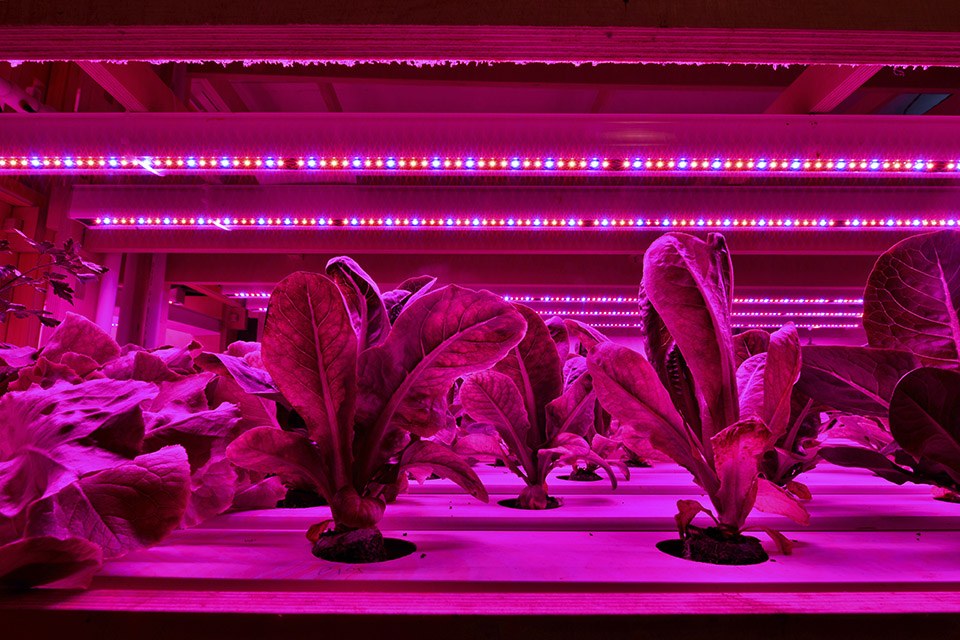 Enriching Horticultural for Faster and Better Crops — professional - LED Lighting Technology, Application Magazine